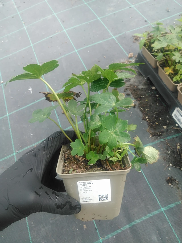 Tähtiputki - 10. 9. 2025