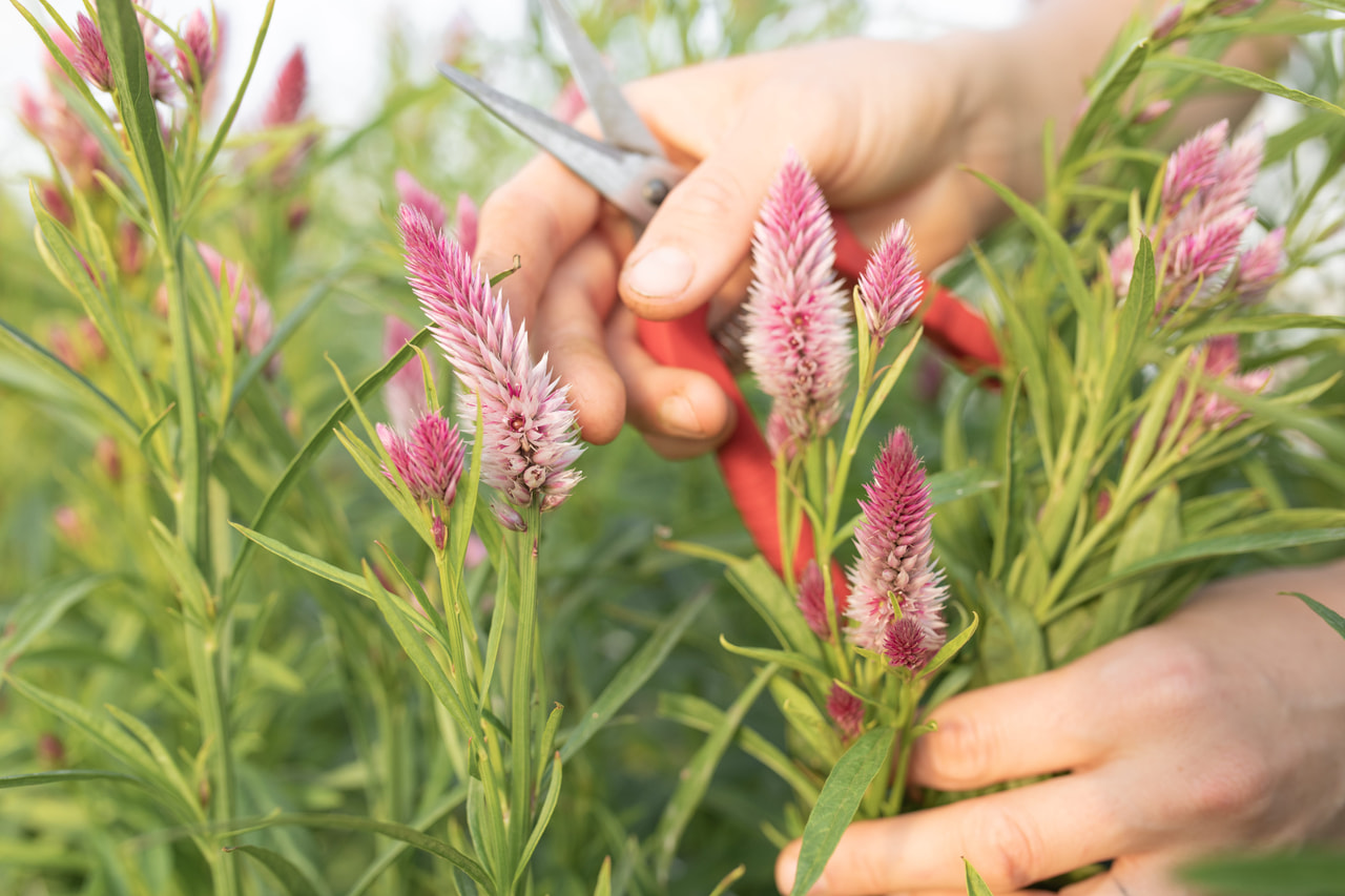 Kukonharja Flamingo Feather, Loukykvět
