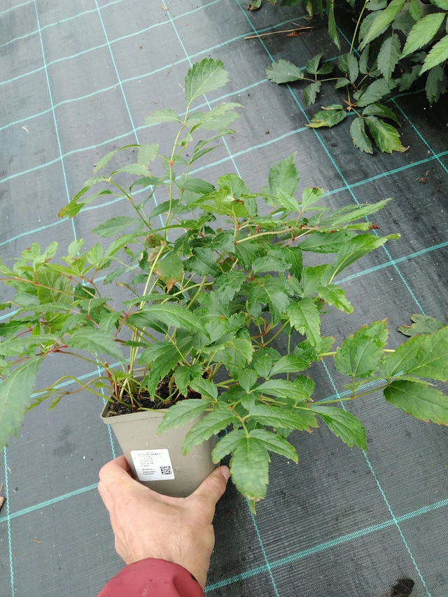 Jaloangervo Diamant - 28. 7. 2025