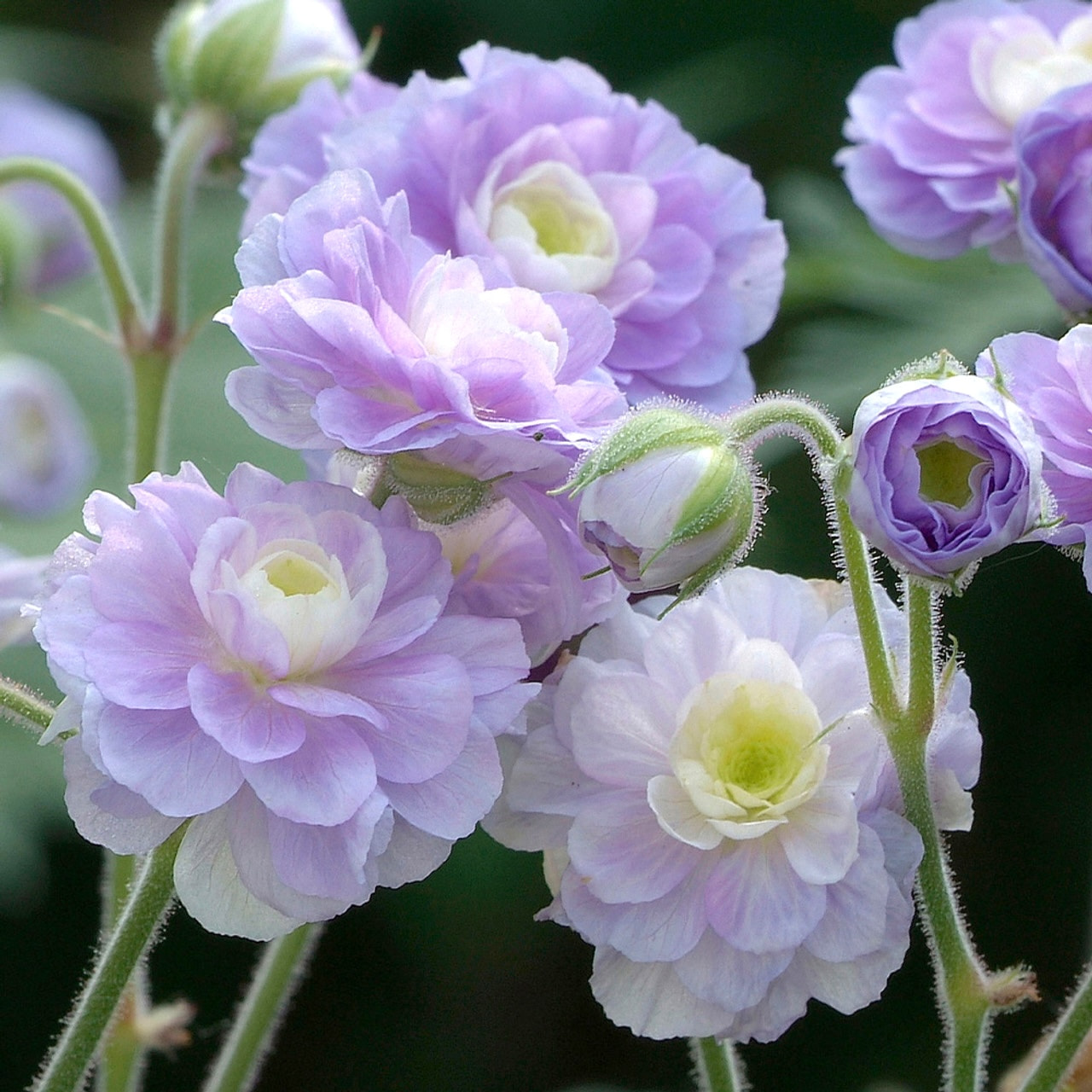 Kurjenpolvi Summer Skies, Loukykvět