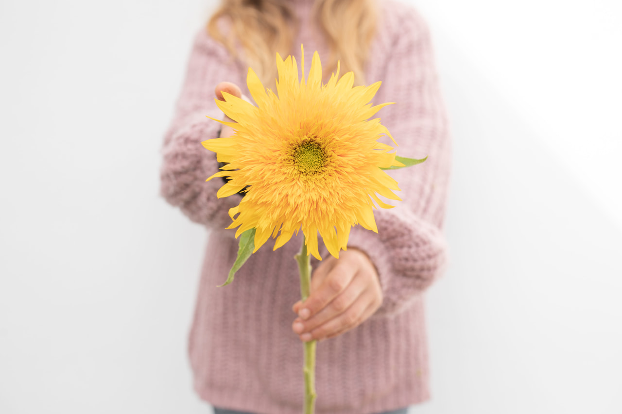 Zonnebloem Double Sunking, Loukykvět