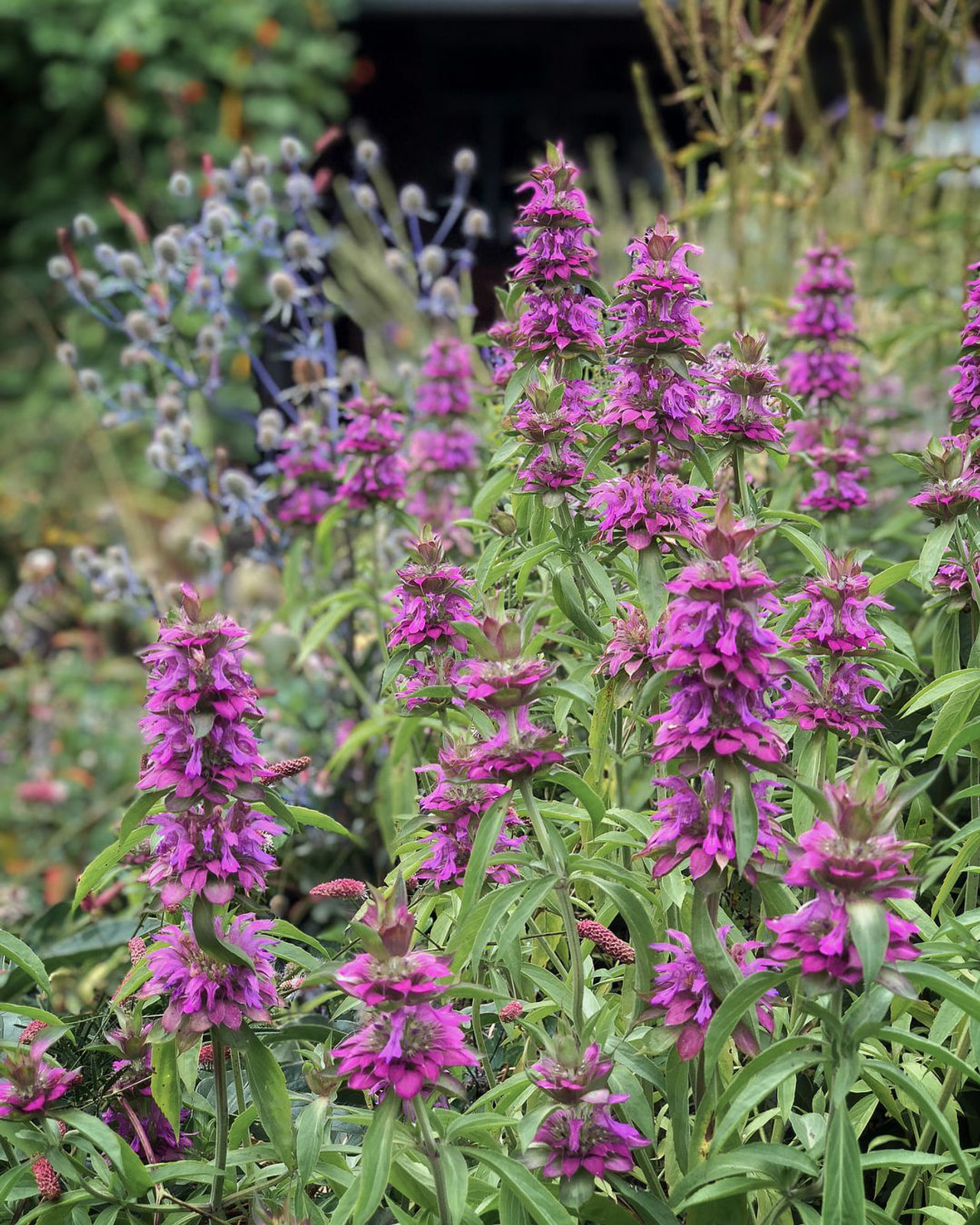 Sitruunaväriminttu Bergamo, Loukykvět