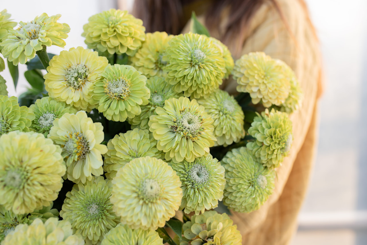 Tsinnia Benary’s Giant Lime, Loukykvět