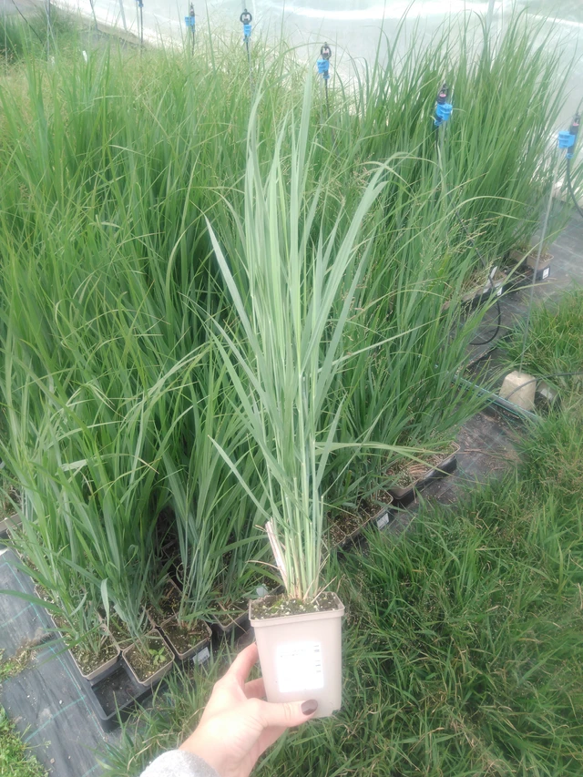 Lännenhirssi Northwind - 2024