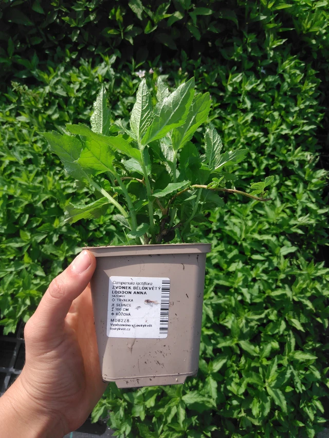 Maitokello Loddon Anna - 2024