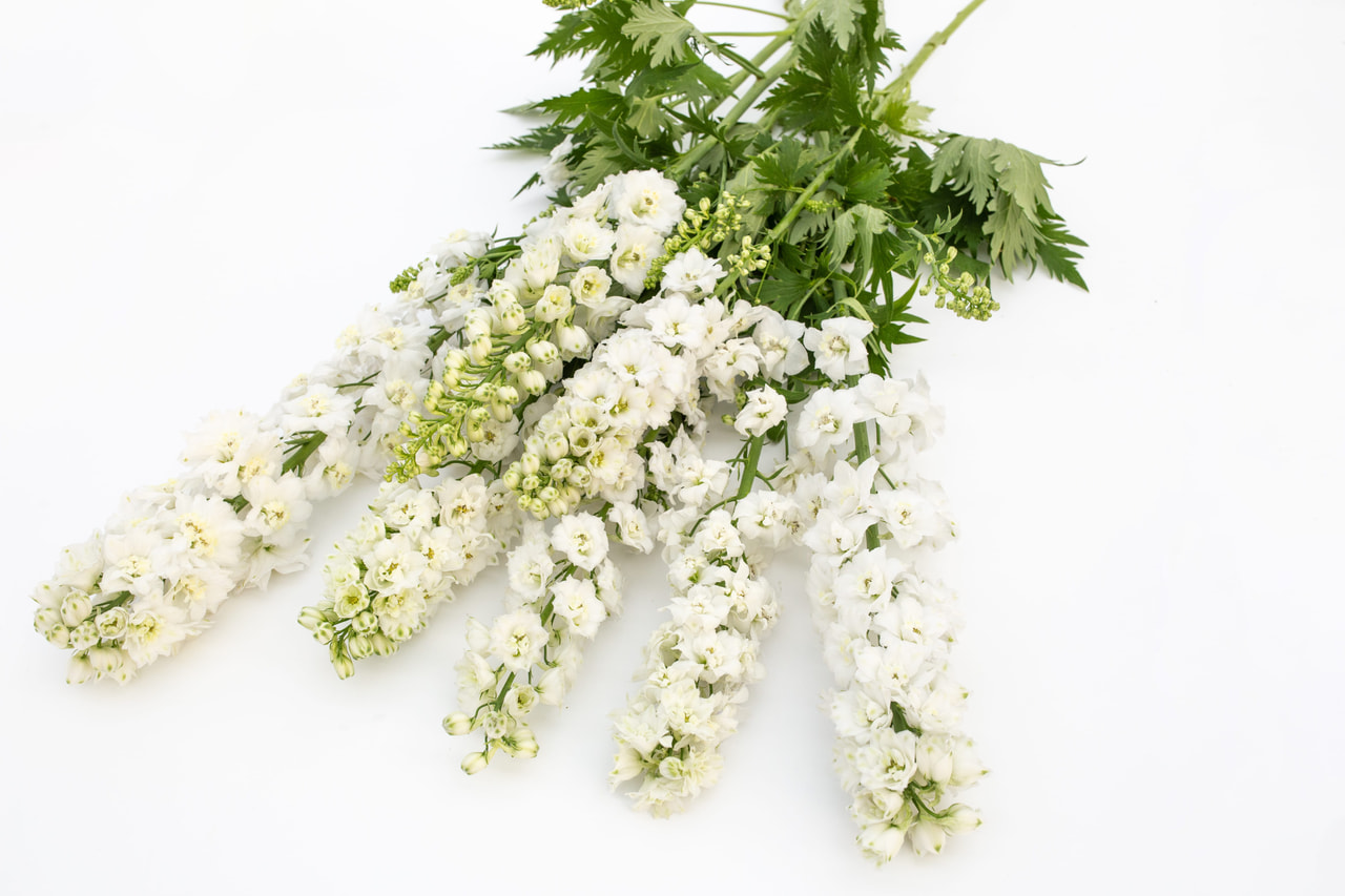 Delphinium Magic Fountains Pure White, Loukykvět