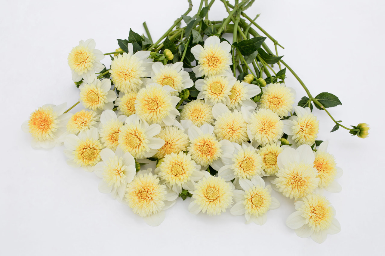 Daalia Platinum Blonde, Loukykvět