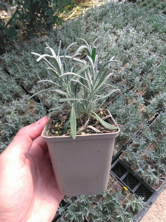 Levandule Alba - 20. 6. 2025