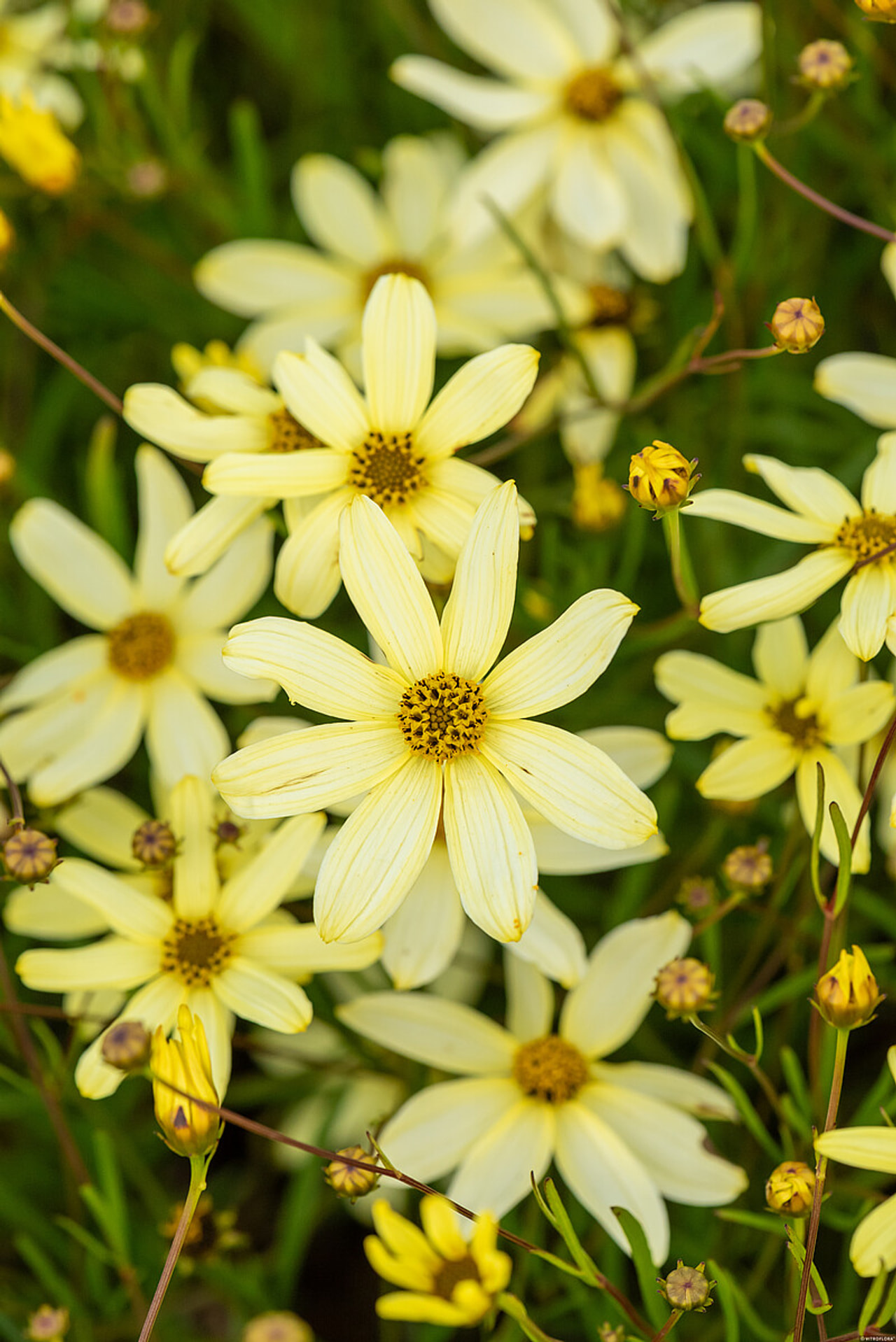Coreopsis Moonbeam, Loukykvět
