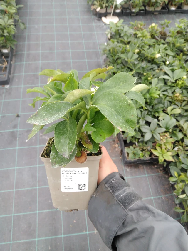 Jouluruusu Pretty Ellen White Spotted - 10. 9. 2025