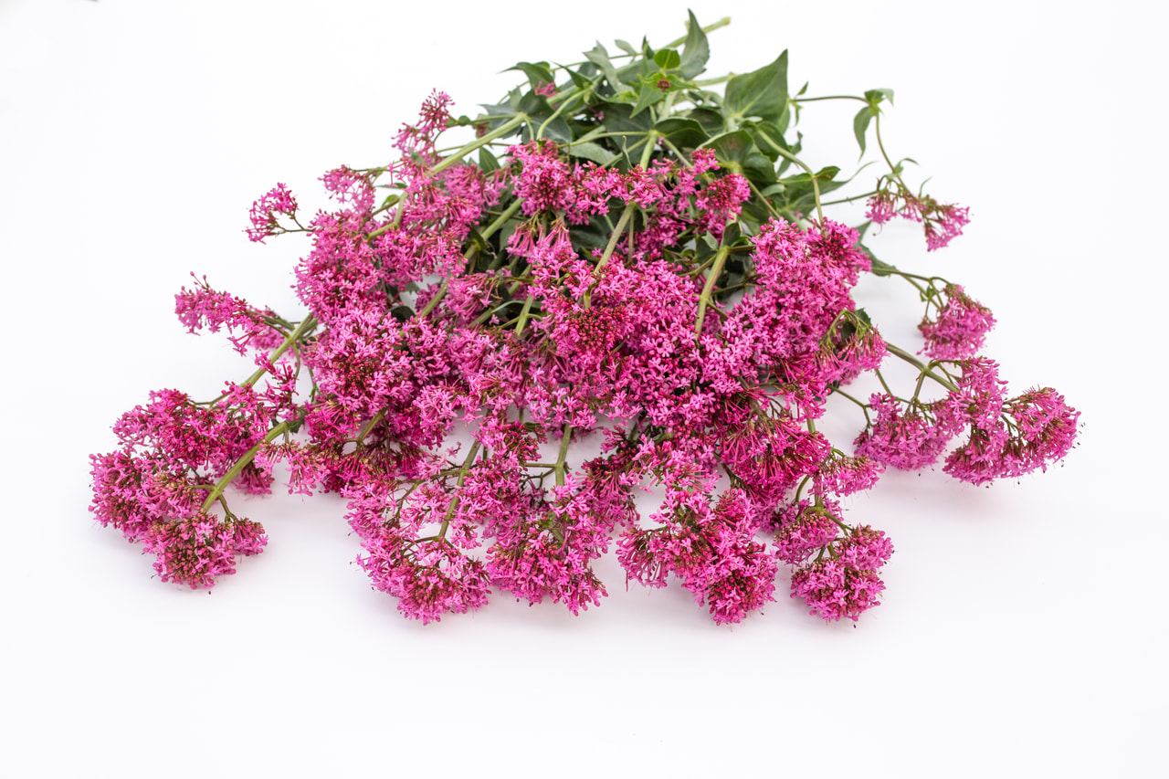 Komeapunikki Rosato Rose Pink, Loukykvět