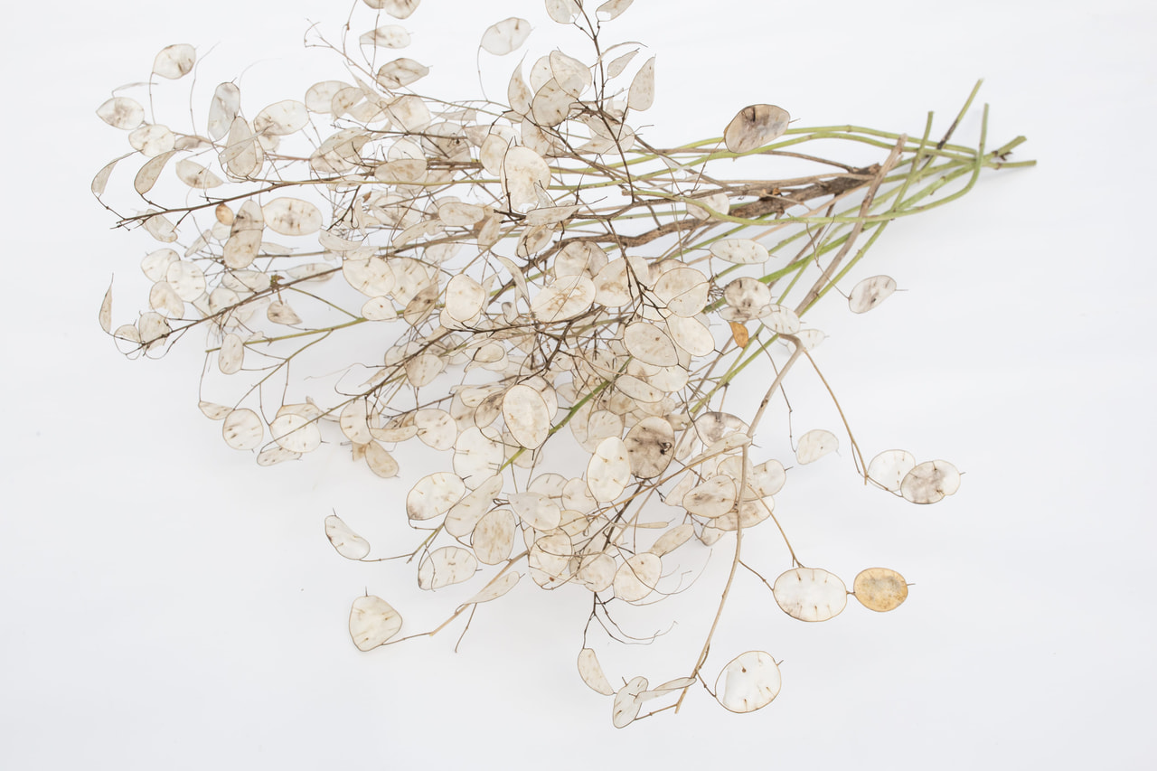 Kesäkuuruoho valkoinen, Loukykvět