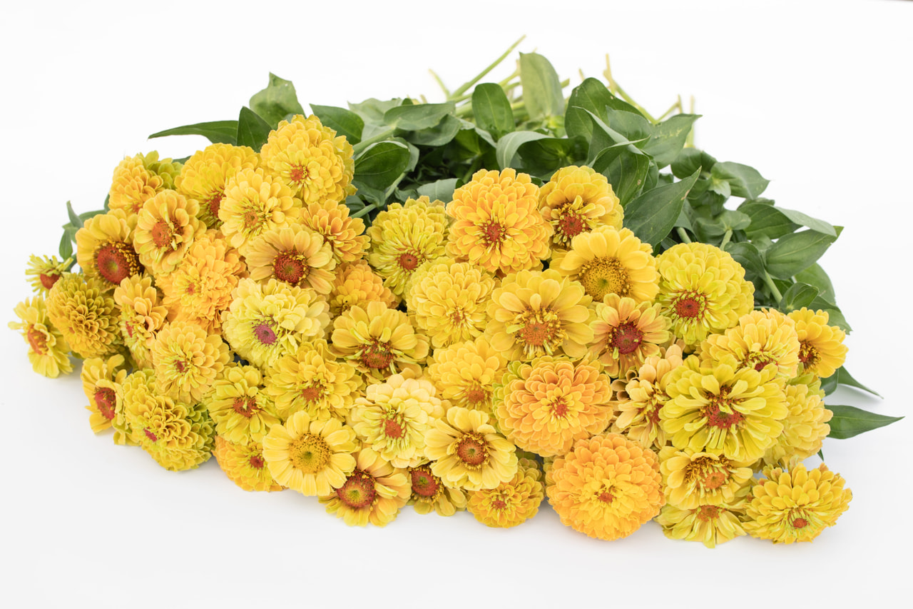 Zinnia Queen Lemon Peach, Loukykvět