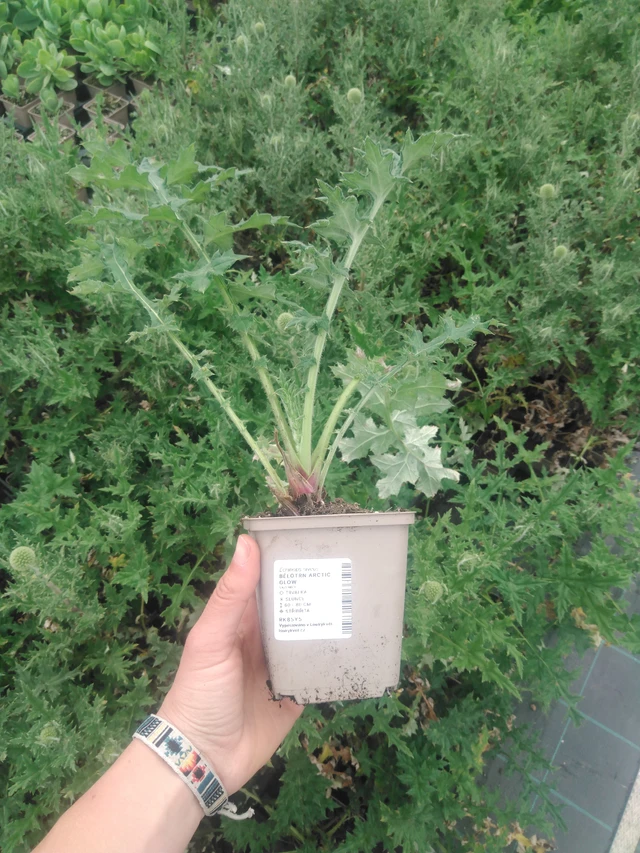 Pallo-ohdake Arctic Glow - 2024