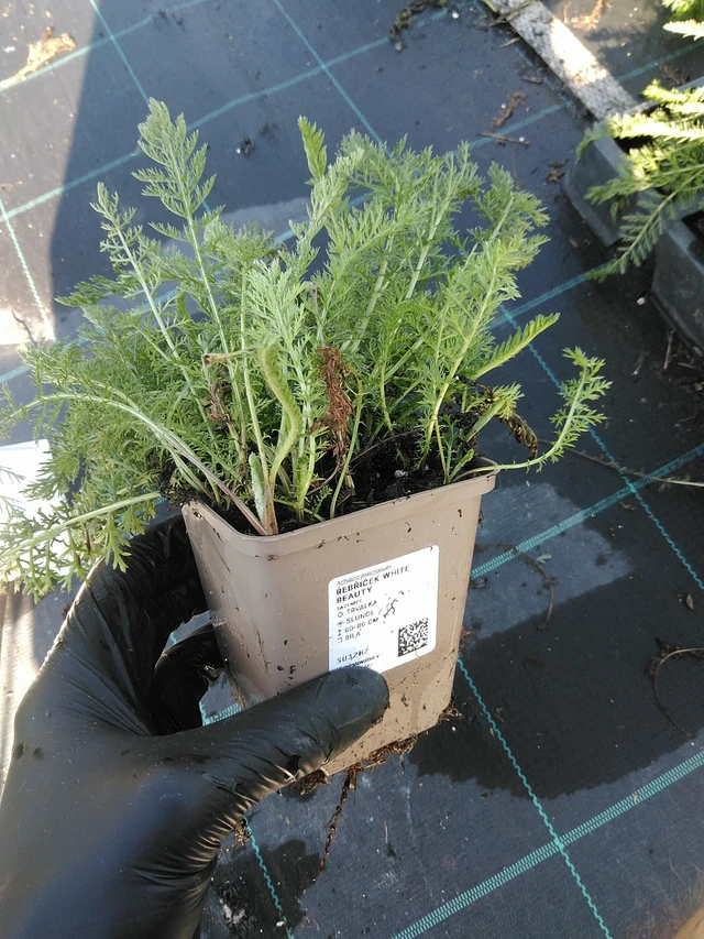 Siankärsämö White Beauty - 19. 8. 2025