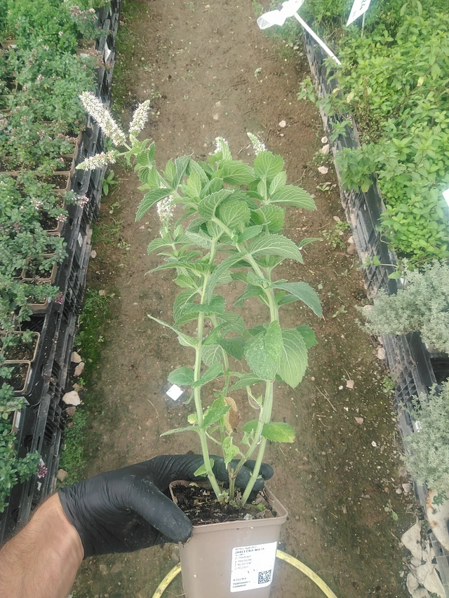 Omenaminttu - 10. 9. 2025