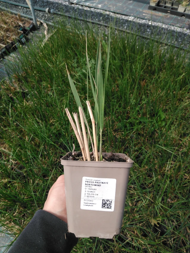 Lännenhirssi Northwind - 13. 5. 2025