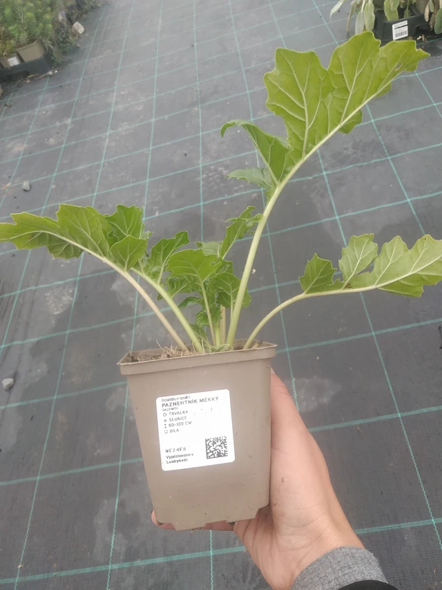 Kreikanakantti - 10. 10. 2025