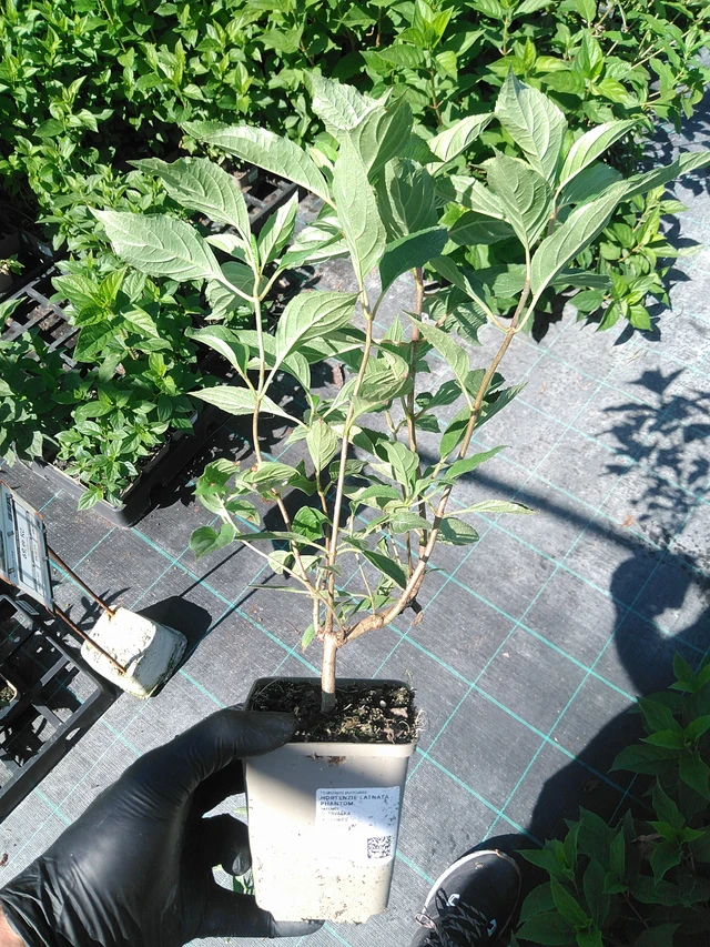 Syyshortensia Phantom - 19. 8. 2025