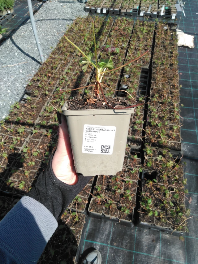 Peittokurjenpolvi Cambridge - 13. 5. 2025