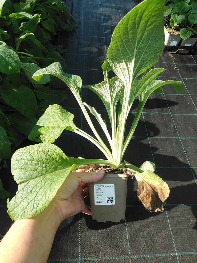 Foxglove Sutton’s Apricot - 19. 8. 2025