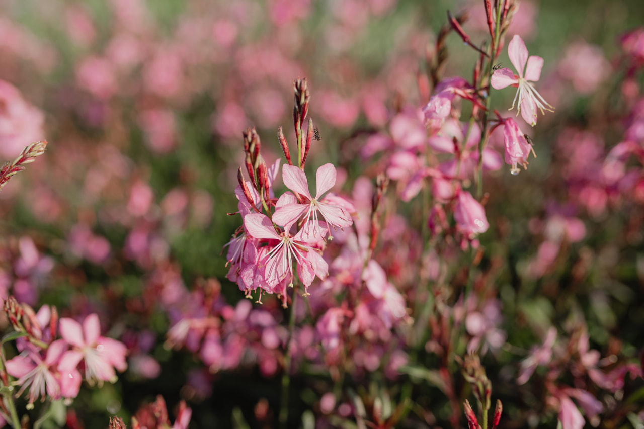 Prachtkaars Siskiyou Pink, Loukykvět