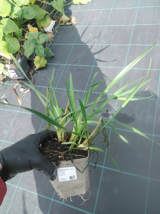 Allium Millennium - 13. 10. 2025