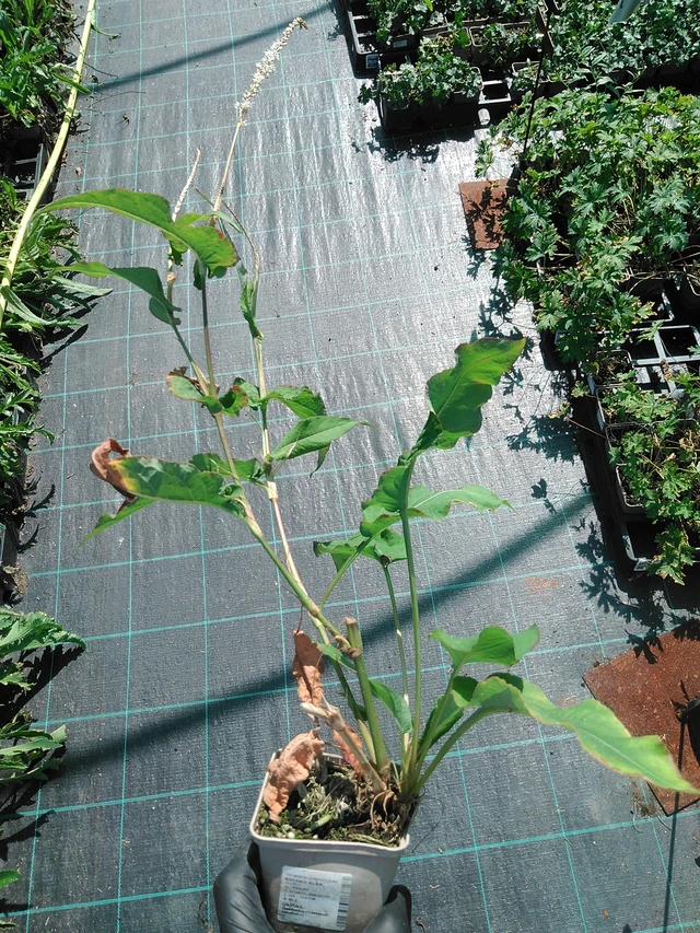 Konnantatar Alba - 19. 8. 2025