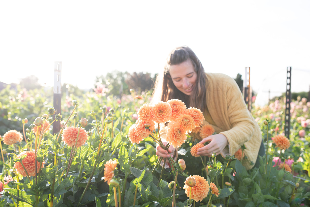 Daalia Sylvia, Loukykvět