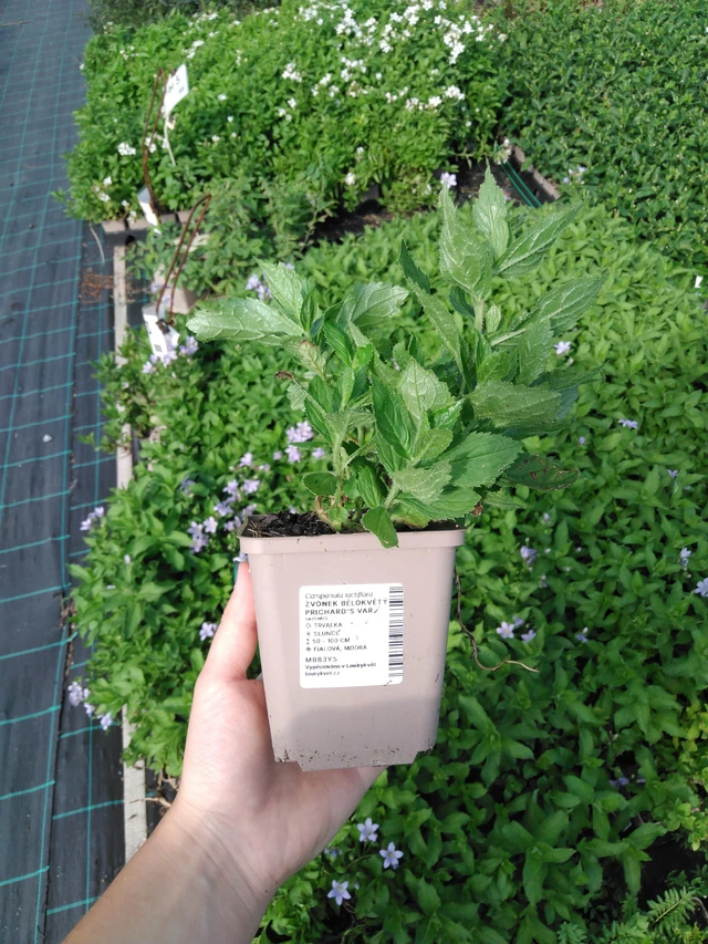 Maitokello Prichard's Var. - 2024