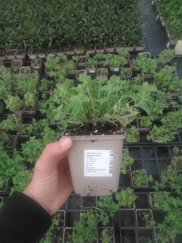 Kissanminttu Alba - 2024