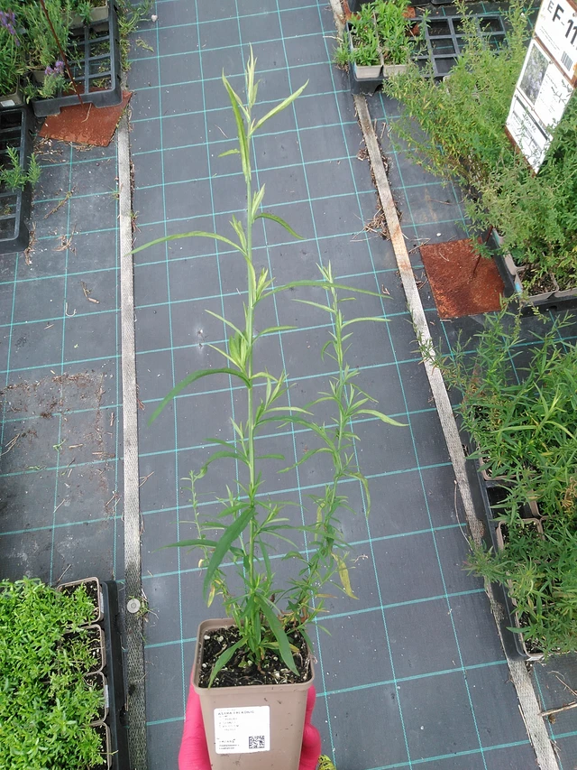 Asteri Erlkönig - 29. 7. 2025