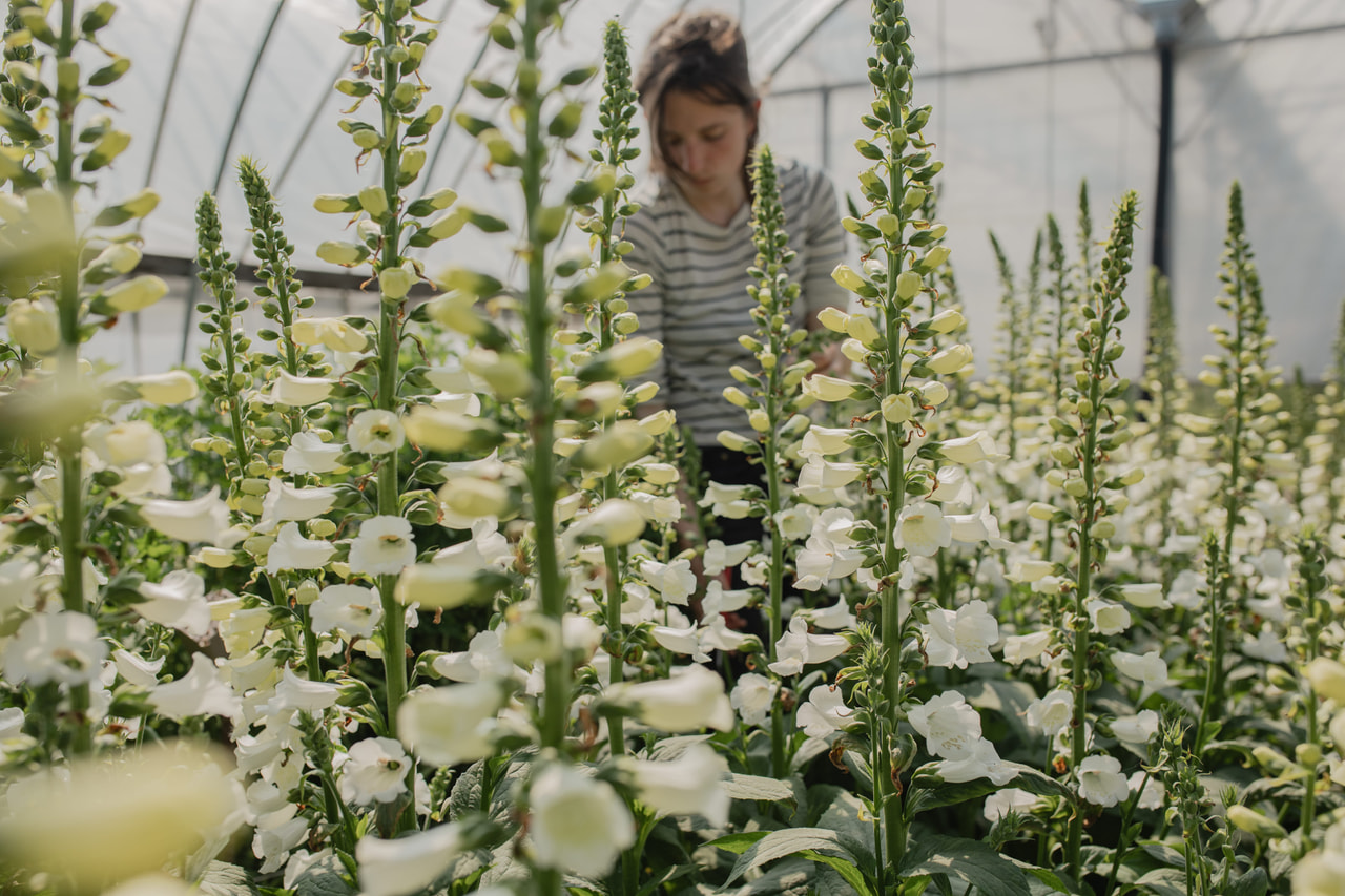 Dedalera Camelot White, Loukykvět