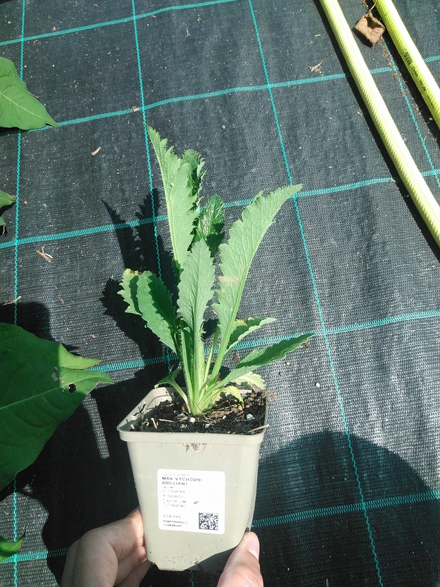 Idänunikko Brilliant - 24. 6. 2025