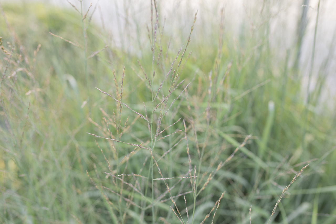 Isosiniheinä Karl Foerster, Loukykvět