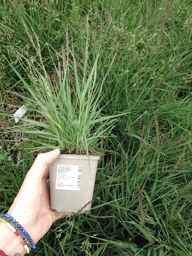 Molinia Edith Dudszus - 9. 6. 2025