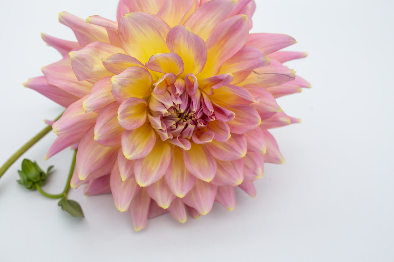 Dalia Strawberry Ice, Loukykvět