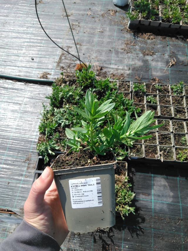 Rantakukka Pink Tails - 13. 5. 2025