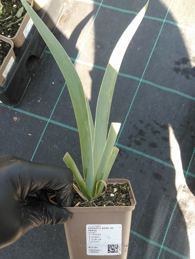 Kurjenmiekka Rose de Perse - 19. 8. 2025