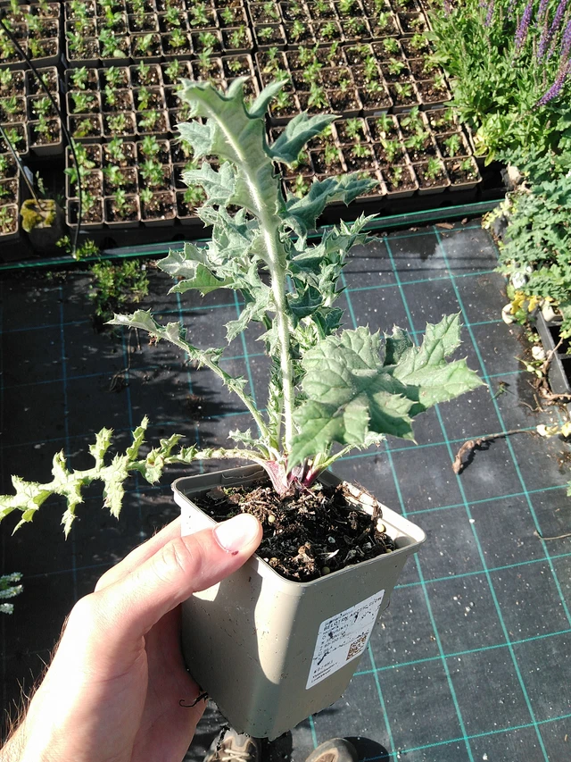 Pallo-ohdake Arctic Glow - 24. 6. 2025