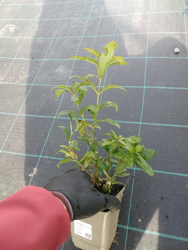 Leimu Franz Schubert - 31. 10. 2025