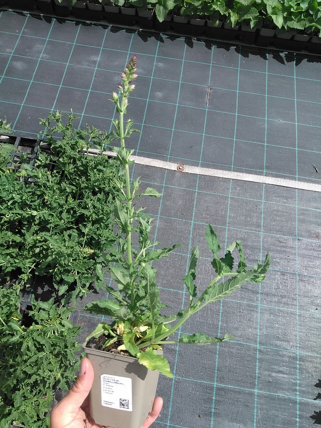 Lehtosalvia Schwellenburg - 24. 6. 2025