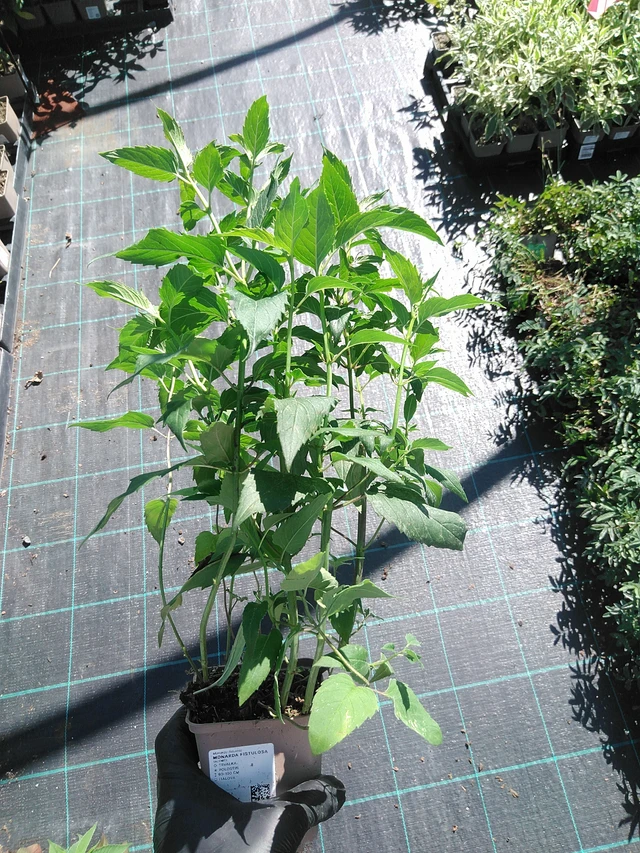 Monarda fistulosa - 19. 8. 2025