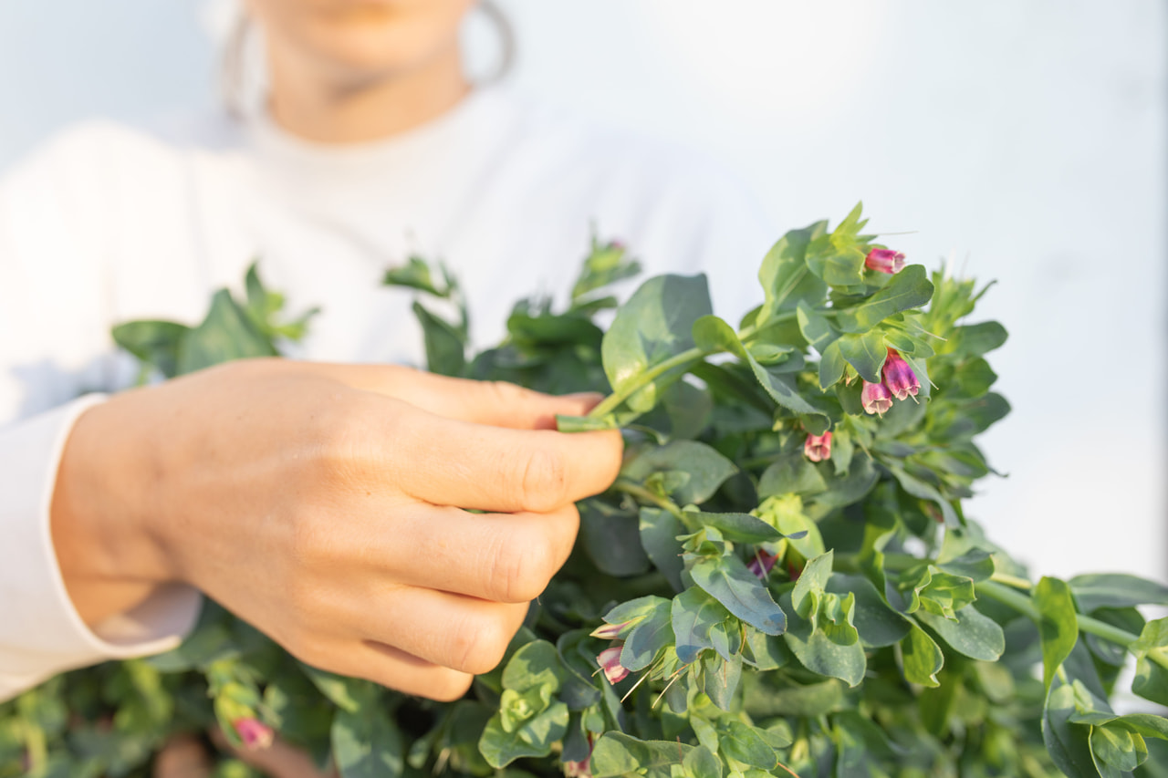Stor Voksurt Pride of Gibraltar, Loukykvět