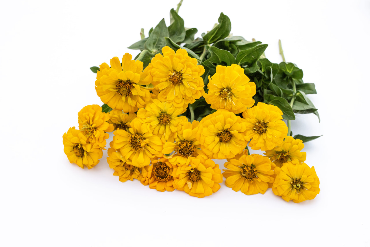 Tsinnia Super Yoga Golden Yellow, Loukykvět