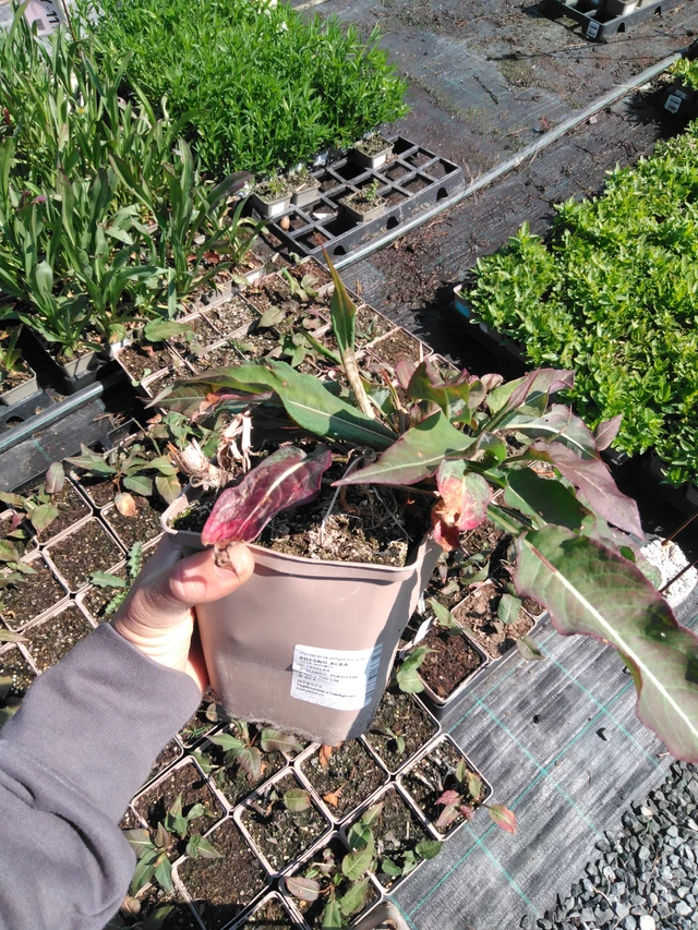 Konnantatar Alba - 13. 5. 2025