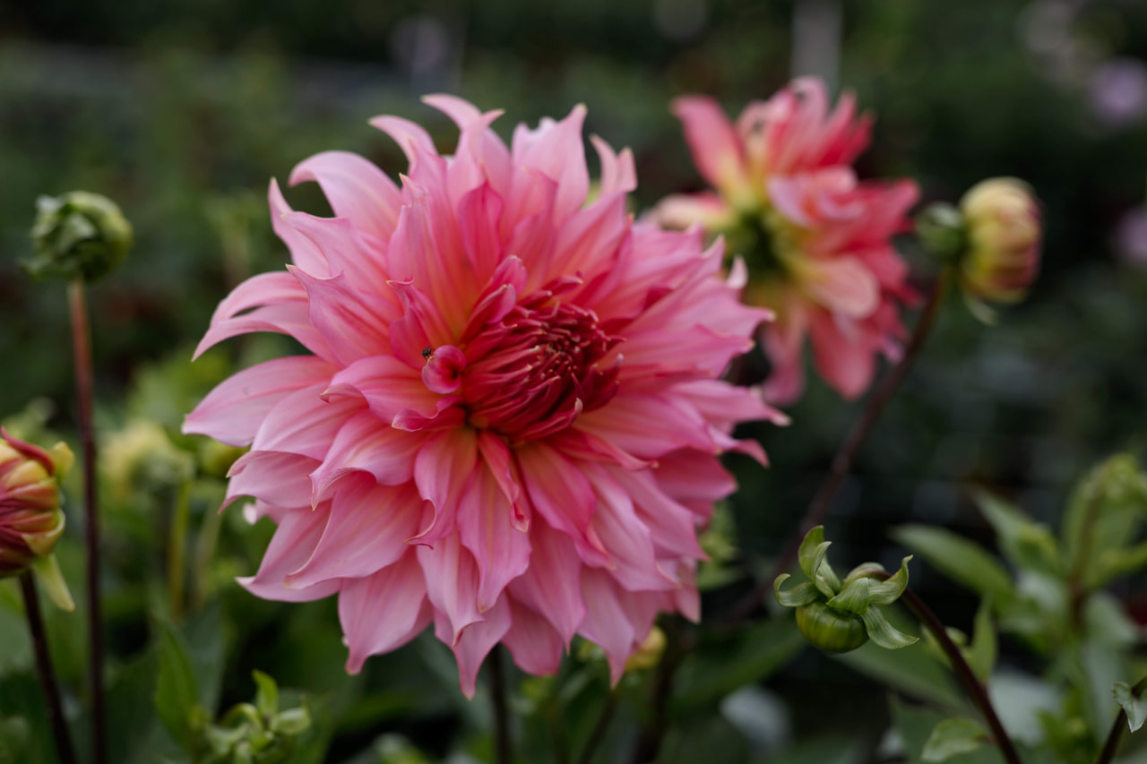 Daalia Islander, Loukykvět