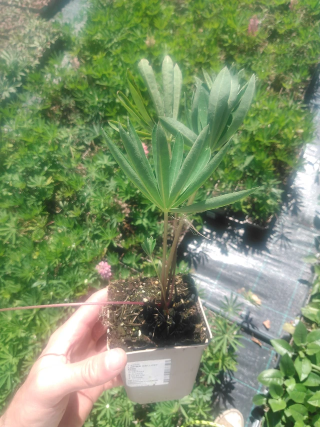 Lupiini Gallery Pink - 2024