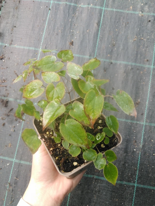 Epimedium Versicolor - 17. 7. 2025