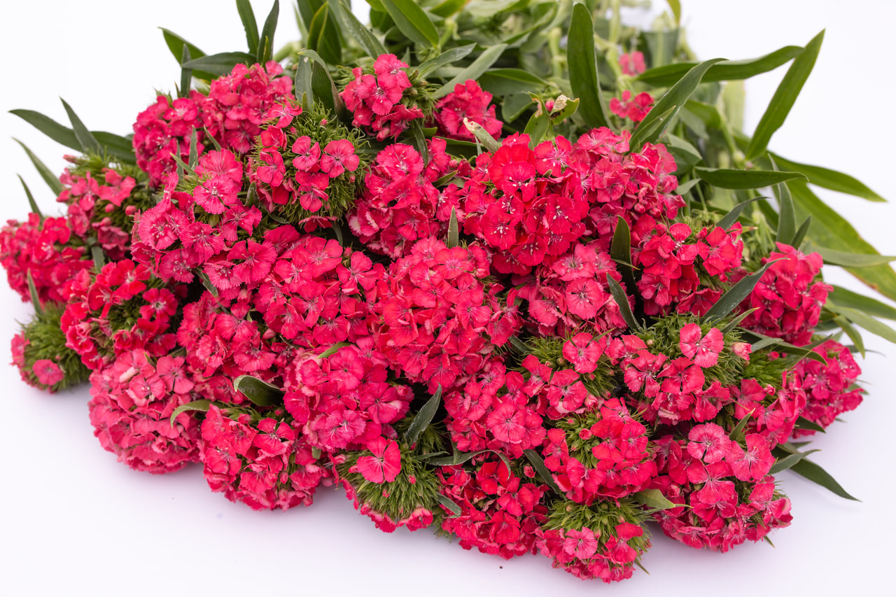 Harjaneilikka Barbienne Salmon, Loukykvět